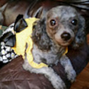 Meet your Posher, Annie